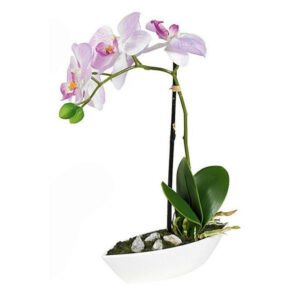 ORCHIDEA orchidea 28