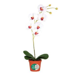 ORCHIDEA orchidea 60